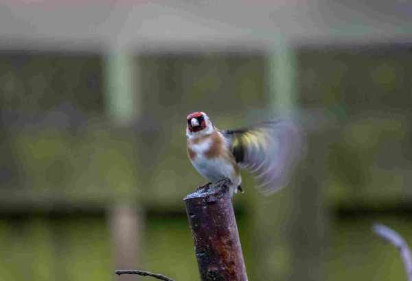 A Goldfinch on a tree stump, the bird is looking right into camera, its red and black face with white surround is wet with rain, chest is shades of white and buff. The right wing as we look at it is held out and moving fast, a flash of yellow underwing strip can be seen