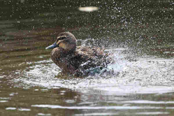 A Pacific Black Duck splashes vigorously, as part of having a bath. 
The duck is facing left, and is a mottled brown in colour with a steel grey bill. It's feathers on its head are all standing on end, and the entire rear half of the duck is encased in a cloud of water droplets from its vigorous splashing.