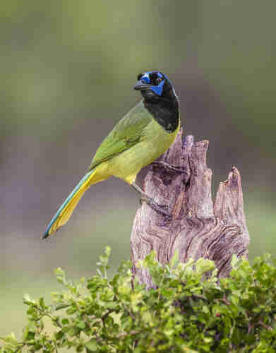A green jay, perched on a stump.