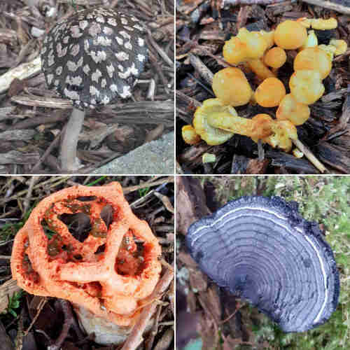4 photos of fungi of different species 