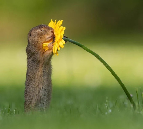 A brown squirrel is upright on hind feet holding a large yellow daisy. It's eyes are closed and it seems to be smelling the scent deeply