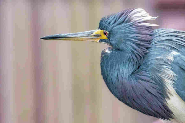 A close-up profile captures a Tricolored heron with a ruffled plume of blue-gray, purple and white feathers, its sharp eye indicating alertness. The bird's elongated beak with vibrant yellow lores stand out against the soft, blurred background, giving a sense of depth to the image. Photography by Debra Martz