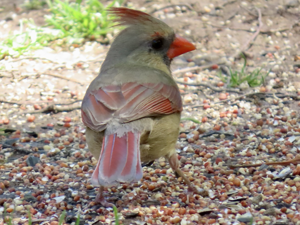 Female cardinal with tail feathers at bottom of picture.