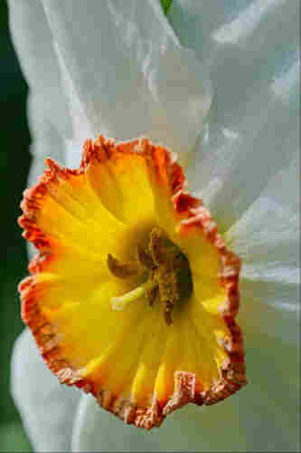Closeup of the centre ("trumpet") of a white narcissus flower with swept-back petals. The trumpet is a golden yellow colour, rimmed in orange, with several thick crescent-moon shaped anthers curving upward from the middle, and a single white stigma sticking out