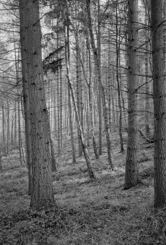 A forest of larch tree trunks in winter, mostly bare and vertical but a couple leaning diagonally in this black and white portrait format photo.