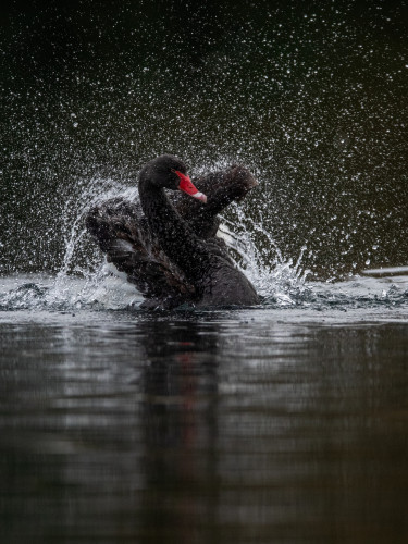A black swan flapping its wings in the water and making a splash, surrounded by fine water droplets.