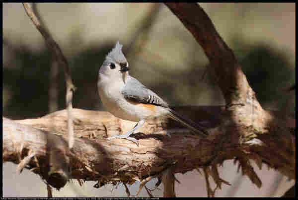 A Tufted Titmouse (Baeolophus bicolor) was standing on an Eastern Red Cedar branch in Norman, Oklahoma, United States on February 23, 2024.