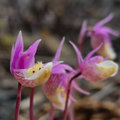Pink fairy slipper orchids just opening up in Glacier View, AK