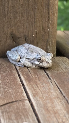 A small frog with gray mottled skin sits on a deck board.  Behind the frog is a square wooden post.  
