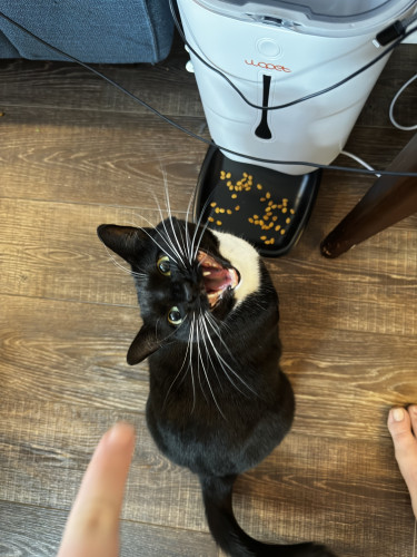 A black and white cat meowing next to an automatic feeder with dry food on a wooden floor. A finger is pointing towards the cat.