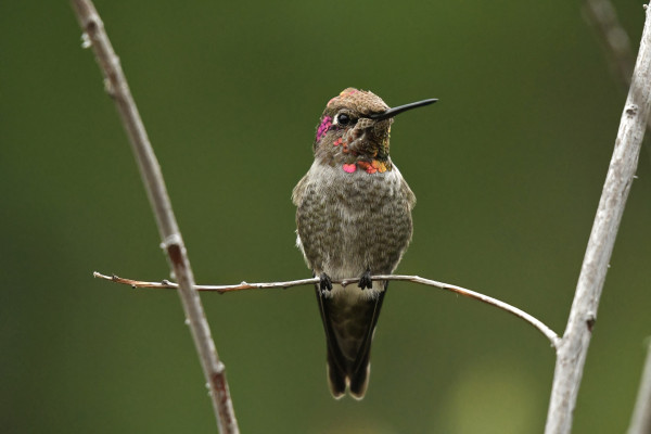 A immature male Anna’s hummingbird with a partial iridescent gorget perched on a thin branch with a green blurred background.