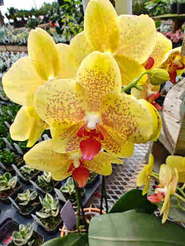 Close up photo of a yellow orchid with red "freckles".