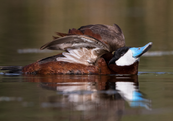 Picture of a Ruddy Duck. Courtesy of Outlook's "mail quarantine" system.