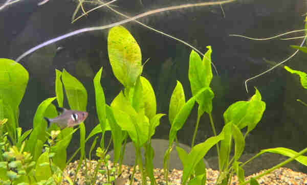 Phantom Tetra surveying the sword plants as roots from floating plants away in the circulating current 