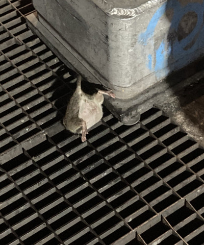Rat with cute chubby belly was trying to escape down a sewer grate and got stuck, so his buttom half is still above ground