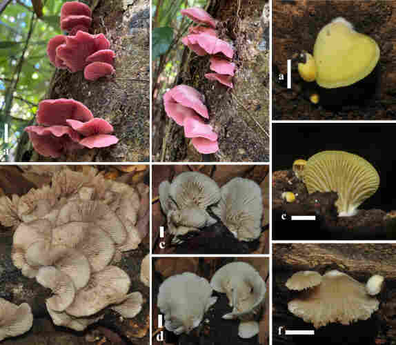 Photo of different species of gilled mushrooms growing on wood. Some are pink, others are yellow.