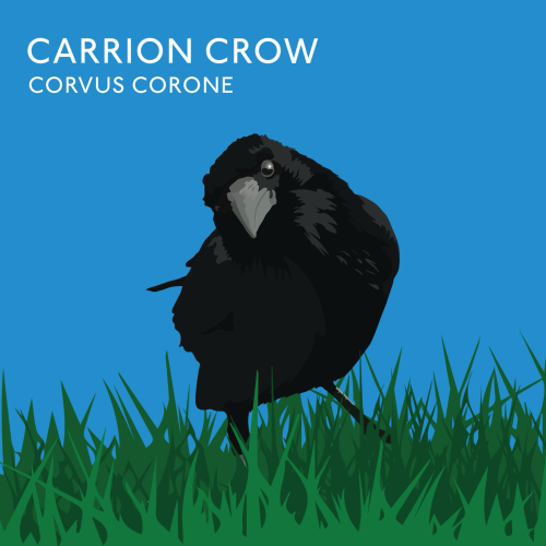 Illustration of a carrion crow cocking its head to one side and looking at the viewer 
