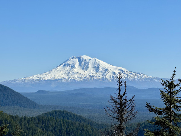 A majestic Mount Adams towers above the mountain range below. Miles of green forest lead to the foot of the white snow topped volcano. A couple trees enter the foreground on the right. Clear light blue sky.