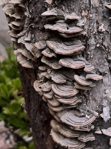 A close-up of bracket fungi growing on the bark of a tree.