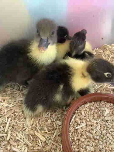 Four Muscovy  ducklings, huddled together, one looking at camera. They are fluffy, dark brown and yellow.