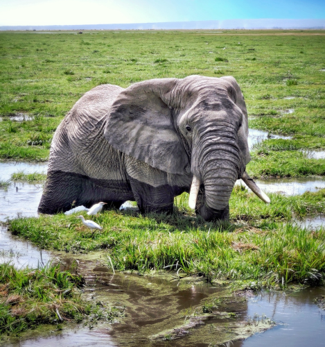 A very large lone bull elephant stands in the watery swamps of Amboseli National Park in Kenya. He eating the lush vegetation enjoying his meal accompanied by two white egrets.
