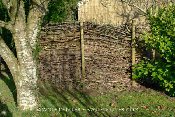 The photograph shows a dead hedge in the middle distance. To the right is a laurel hedge. In the foreground on the left a tree trunk. The wall in the background is the garage.