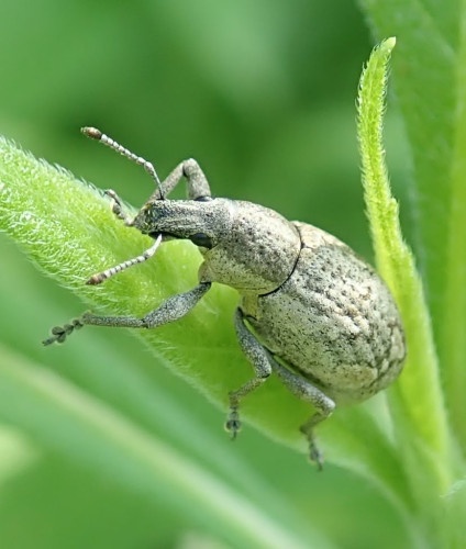 A roughly fig-shaped gray weevil stands on a bright green new leaf. The weevil's snout is short and blunt. It's flanked by two round jet-black eyes. From the snout's tip, long, segmented antennae diverge to either side. These are clearly inspired by 1950s sci-fi movies: a long straight club-shaped segment emerges from the snout, and then elbows into a line of bell-shaped segments terminating in a large, gold, egg-shaped knob. The whole thing is clearly designed to shoot heat rays or receive telepathic communications.

The weevil's head is sunken into the shoulders of its thorax, as though it's wearing a snood. The elytra of its abdomen are decorated with rows of dimples and streaks of black like the texture of marble.

Then there are the toes. The lovely toes. Each foot is constructed from a stack of three heart-shapes, the biggest near the tip, and from this distal heart sprout two delicate rabbit-ear shaped fingers.
