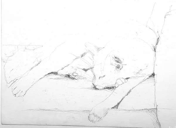 Pencil sketch of a sleeping cat on white paper