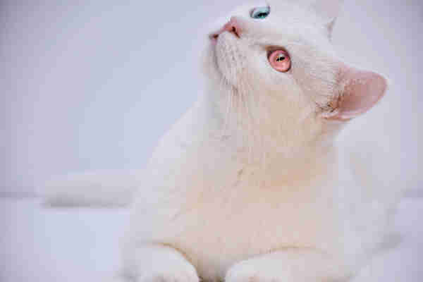 Photo of a white cat with one blue eye and one pink eye, looking up yo the right, to a white background. 