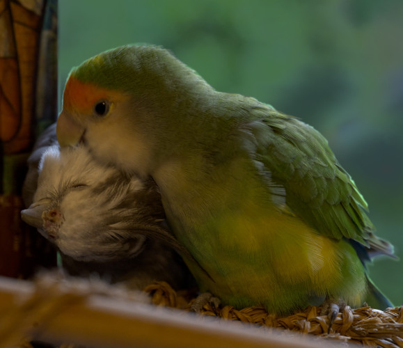 A green lovebird with a sparkle in her eye is preening the white cheeks of a male white-faced cockatiel, who has turned his head so his crest is flipped adorably against her tummy. His eyes are closed in an expression of bliss. These are my two senior rescue birds, Nyota the Lovebird & Boobear the Cockatiel, both domestic bred pet birds. Photo by Peachfront. June 2024. 