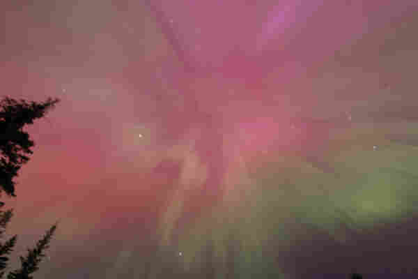 An image of a sort of pink/green tie-dye sky with a few stars visible, framed by some fir trees