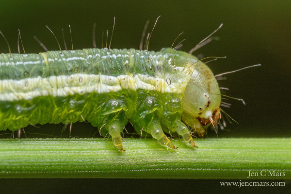 Close-up of a shiny, semi-translucent caterpillar with long pale hairs covering its head and body as it stands on a green plant stem. 