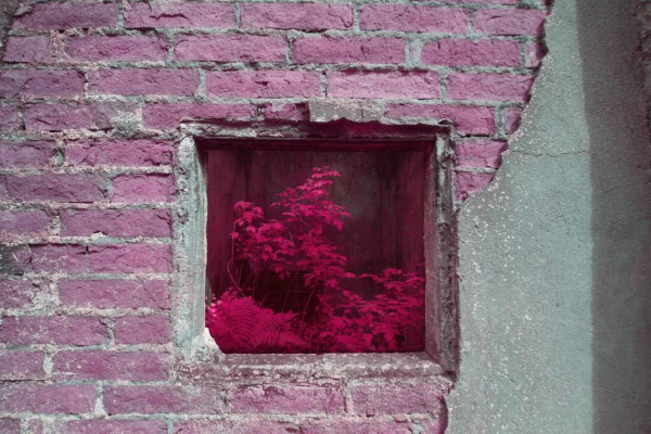 Photo of an old brick wall with a square window through which bright pink plants and overgrowth are visible 