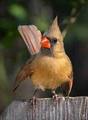 Closeup color photo of a female cardinal standing on top of a wooden fence board. 