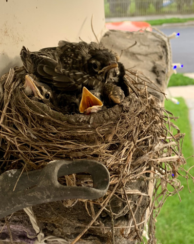 A small nest is packed with three robins chicks that are almost ready to be independent. The nest under on top of a porch pillar under the roof.