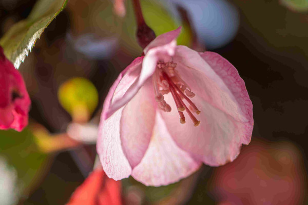 Closeup photo of a (likely) crab apple tree flower with vivid, out of focus reds, greens, yellows, and blues in the background. This variety has pink petals with darker pink veining, pale pink stamens with pale pink anthers, and dark pink pistils with pale yellow stigma.