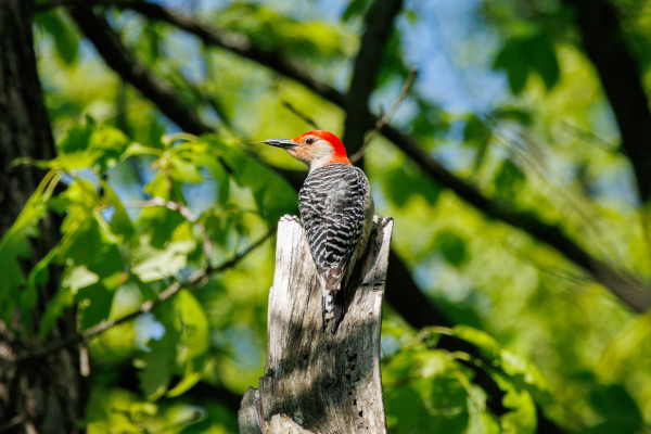 A red bellied woodpecker standing on a broken off dead tree. It’s black and white back is to the camera and red head is turned to the side. From its long black beak its tongue is sticking out. It had  white face and a bright red eye. The background is bright green leaves and branches in front of a light blue sky