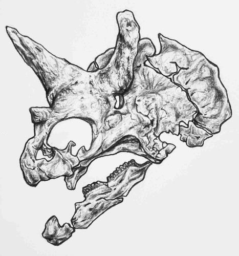 A detailed pencil illustration of a Triceratops skull in 3/4 profile facing left. The mouth is open and most of the right jaw is missing.