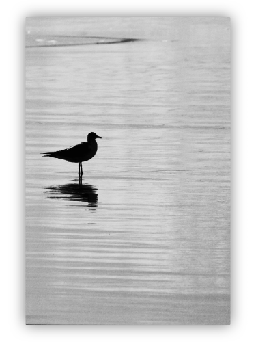 A bird standing on the sea shore.