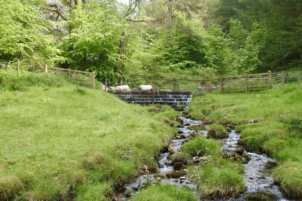 Stream with several rivulets, passing down grassy hillside towards camera. At top water flows over a series of steps ahead of where the stream crosses the road in a weir. A pair of sheep are crossing the weir and beyond and above is forest