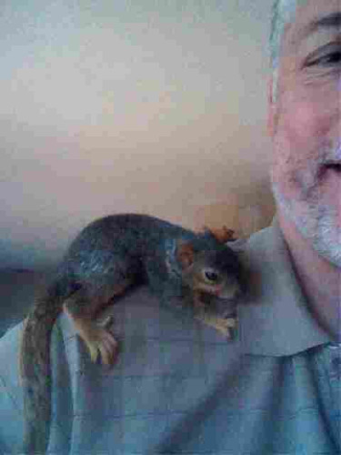 A baby squirrel sitting on my shoulder