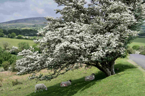 Hawthorn tree in flower with sheep underneath.