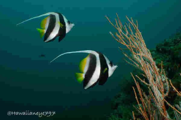 Two fish with trailing dorsal pennants and boldly marked black, white and yellow swimming over a reef. 