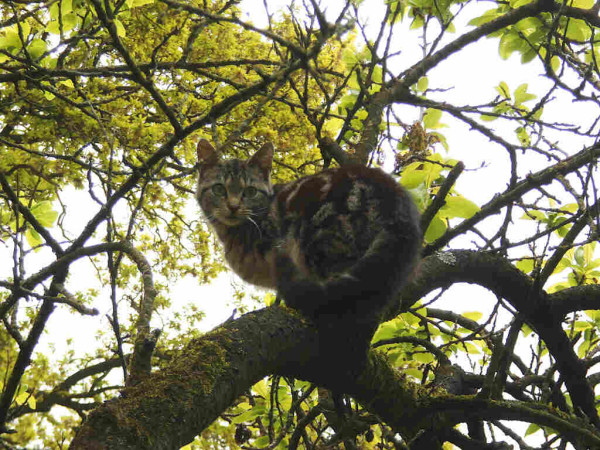 Eine junge, getigerte Katze sitzt in einem ergrünenden Pflaumenbaum.