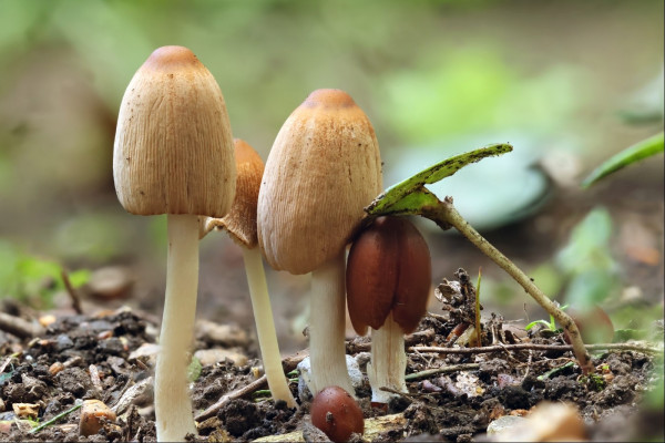 Closeup view of five small mushrooms with pale stalks and brown caps at different stages of growth. There's a leaf leaning over the top of the rightmost one, which has yet to fully mature and has a darker brown cap. A tiny new mushroom has just started pushing through the ground in front of the others, and the background is all blurry foliage and fallen plant debris