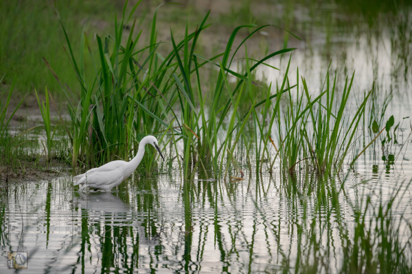 A little Egret looking for food in front of some reeds