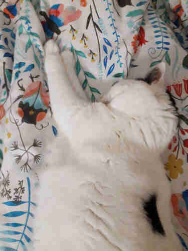 A white cat with black patches stretched out on a floral duvet looking extremely fluffy and relaxed 