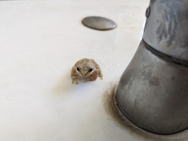 A small frog, maybe a couple inches long, hunched behind the faucet of a sink. It is a pale brownish-gray with large dark eyes.