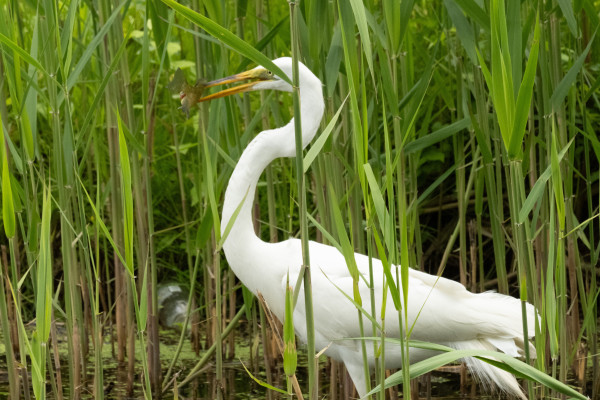 A great egret in some reeds, with a fish speared on its beak.