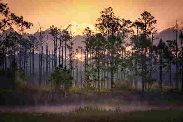 Imagine standing at the edge of the Florida Everglades as dawn breaks. You can feel the cool morning air and hear the sounds of waking wildlife. You sense the vastness of the marshland around you. As the sun rises, warm golden rays filter through the ancient cypress trees, casting a soft glow, a gentle mist rises from the water highlighting the grass along the waters edge.